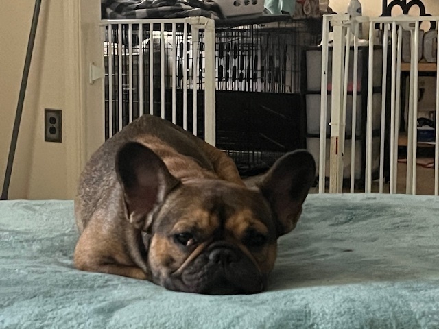 Gia