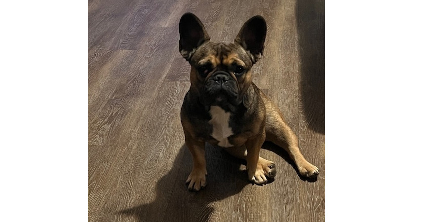 Gia