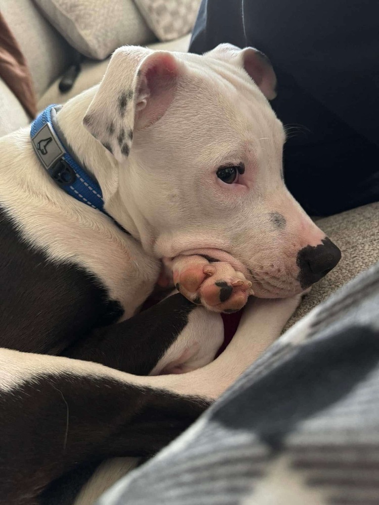 Aspen Boy