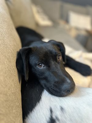 Pixie (Whimsical Trio), Baby Female Labrador Retriever