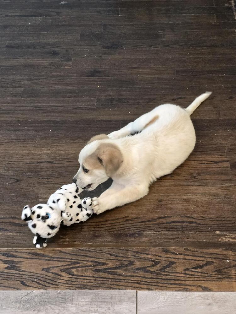 Chesnut (San Pedro Puppies)