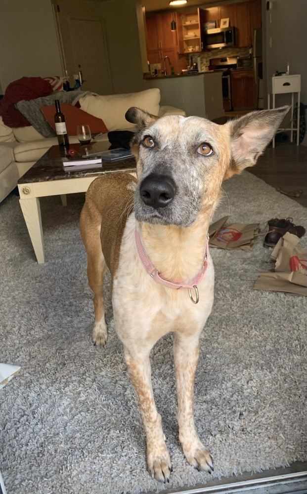 Josie