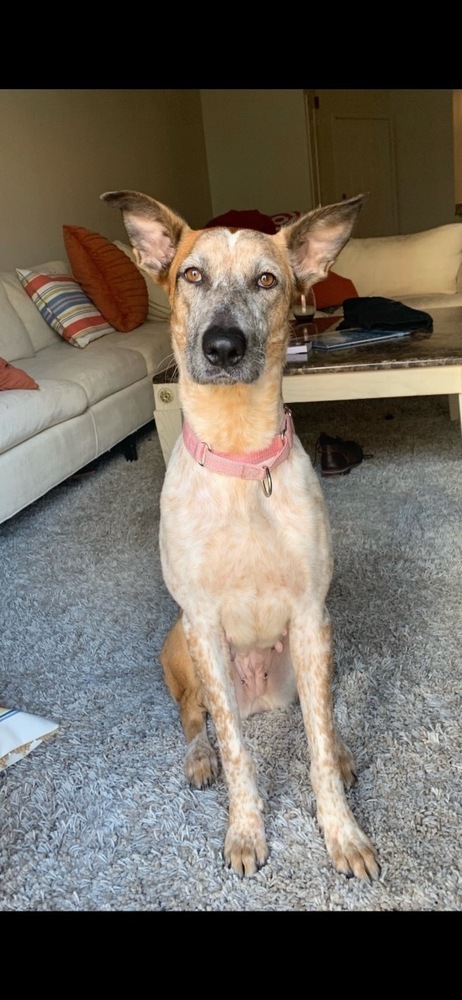 Josie