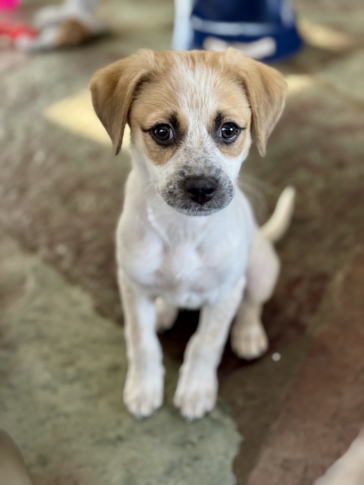 Winter (San Pedro Puppies)