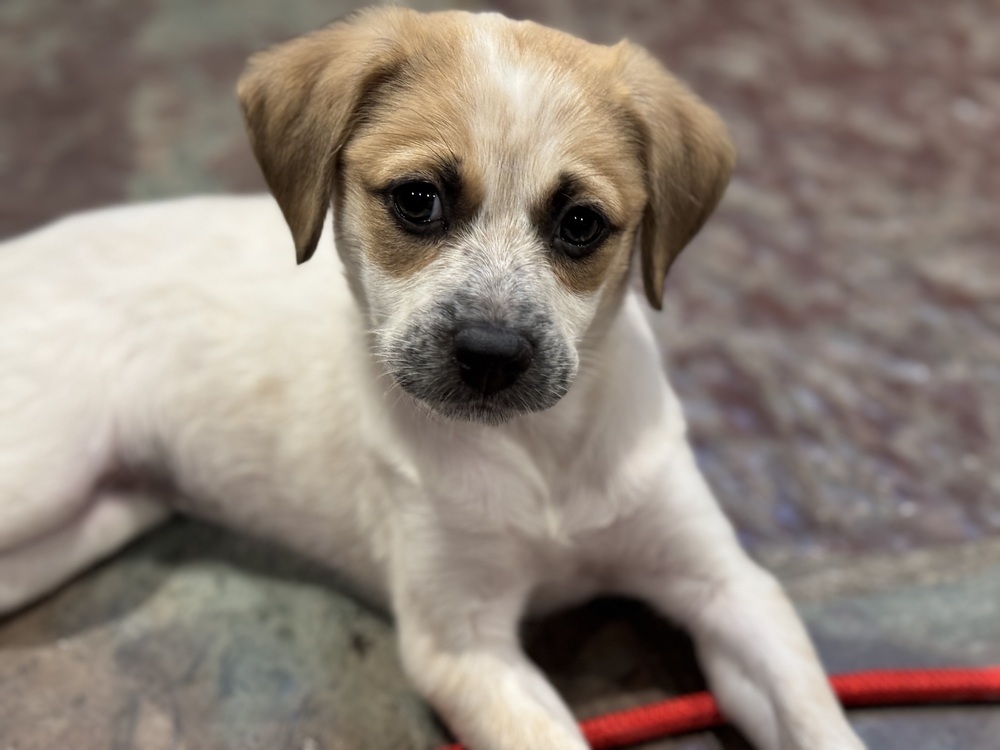 Winter (San Pedro Puppies)