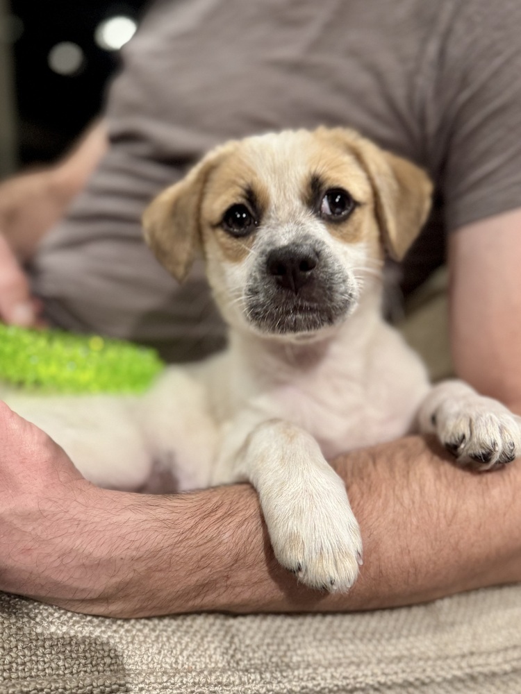 Winter (San Pedro Puppies)
