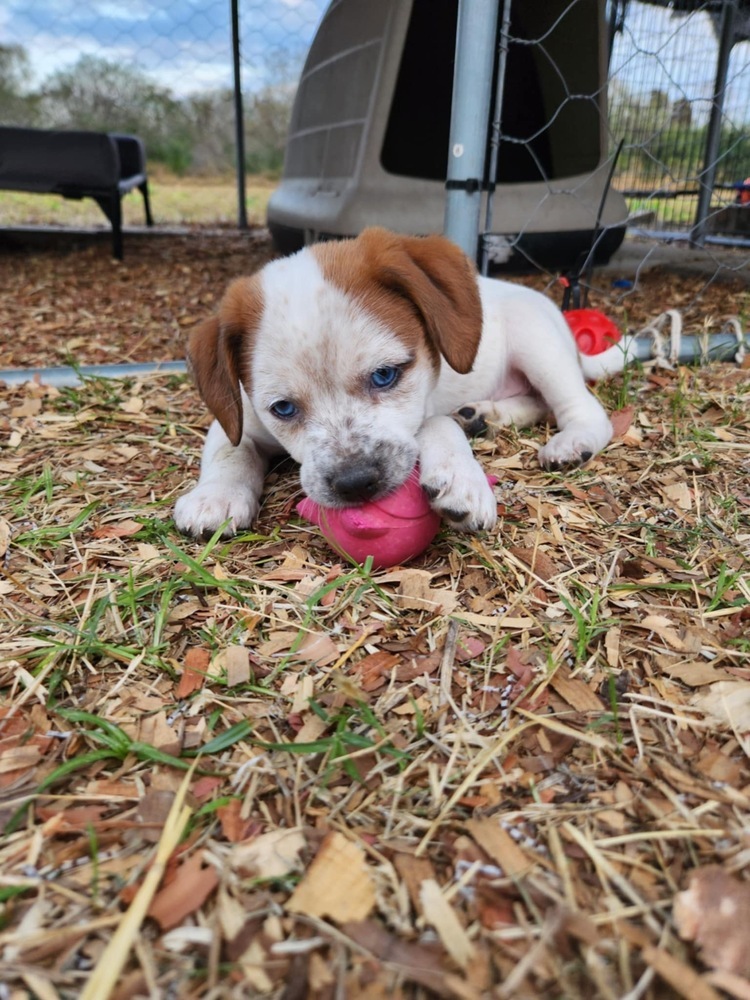 Tato (San Pedro Puppies)