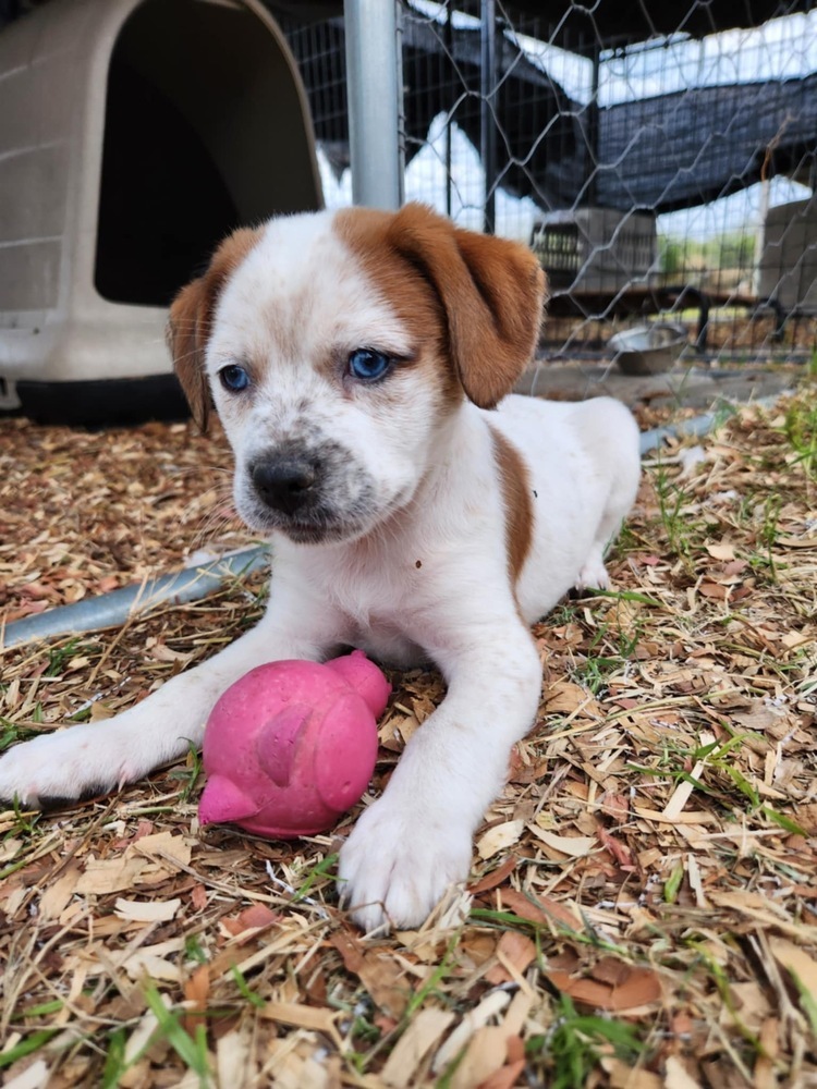 Tato (San Pedro Puppies)
