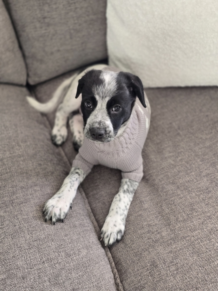 Snoopy (San Pedro Puppies)
