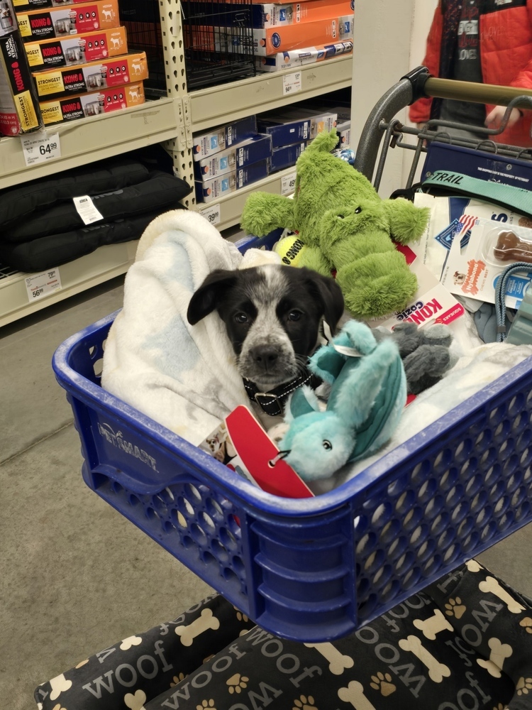 Snoopy (San Pedro Puppies)