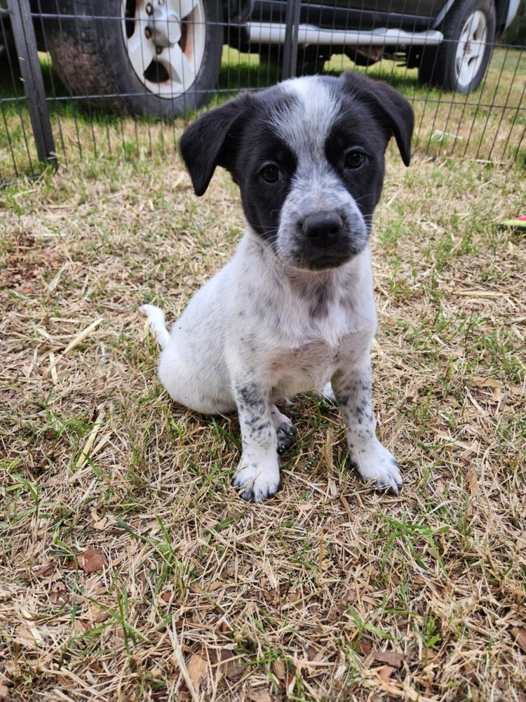 Snoopy (San Pedro Puppies)