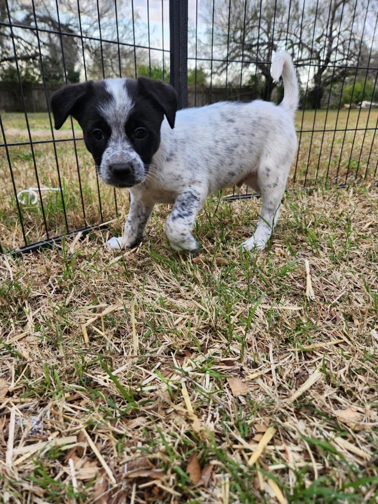 Snoopy (San Pedro Puppies)