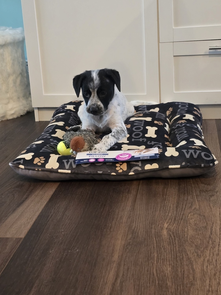 Snoopy (San Pedro Puppies)