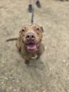 Winnie - 23287 photo 3