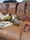 Winnie - 23287 photo 6