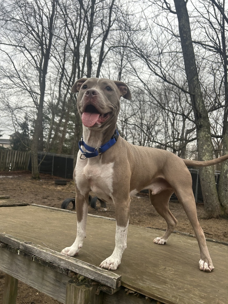 Louie - 23278