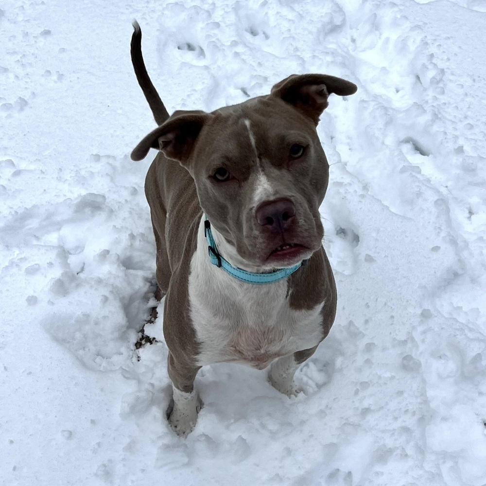 Louie - 23278