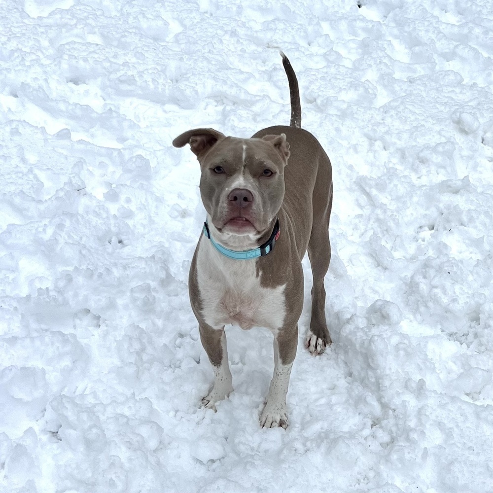 Louie - 23278