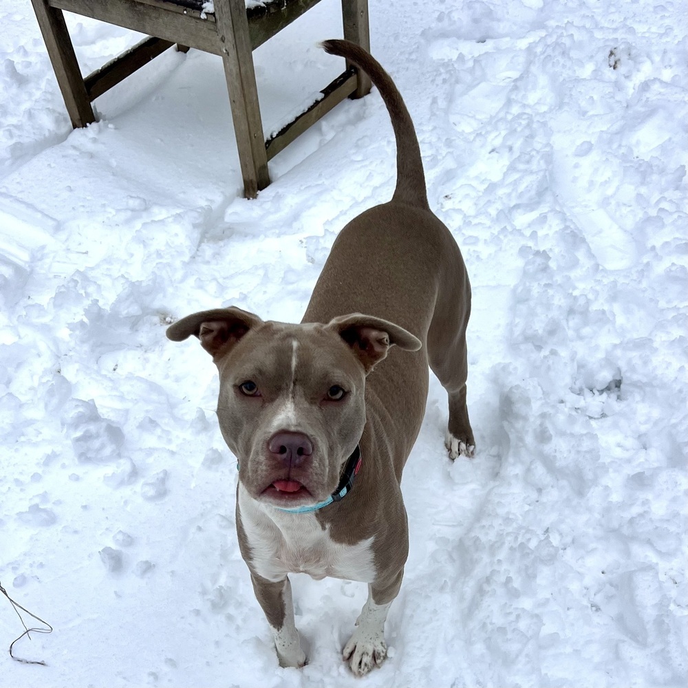 Louie - 23278