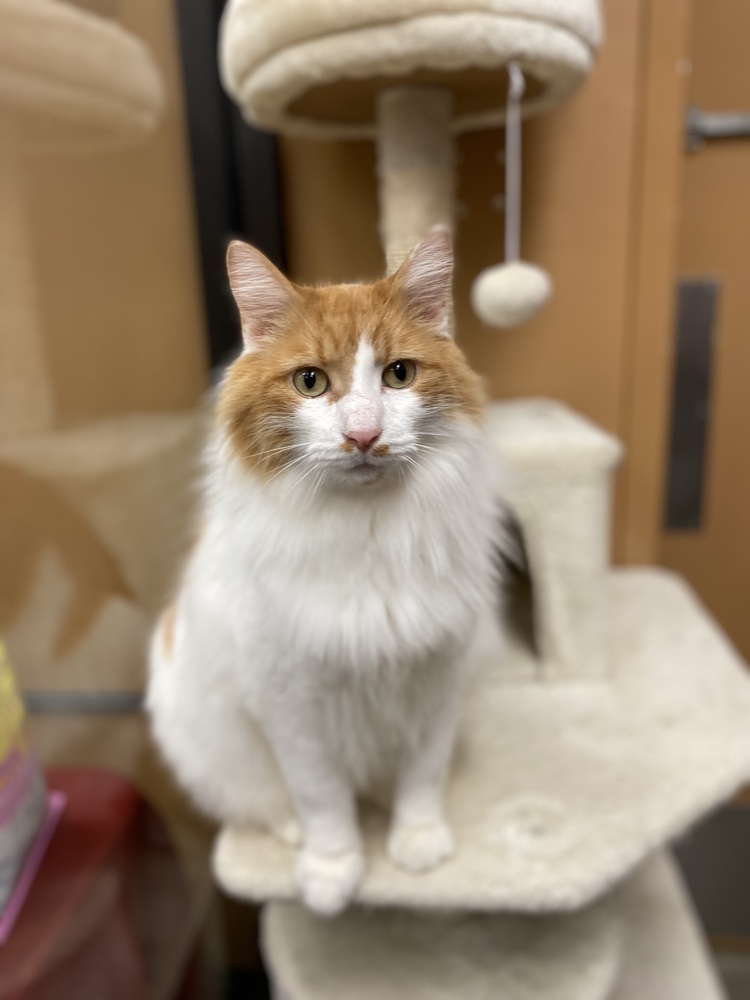 Tommie - AR (PetSmart Laurens Rd)