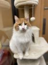 Tommie - AR (PetSmart Laurens Rd) photo 1