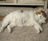Tommie - AR (PetSmart Laurens Rd) photo 2