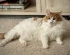 Tommie - AR (PetSmart Laurens Rd) photo 3