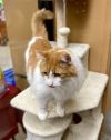 Tommie - AR (PetSmart Laurens Rd) photo 4