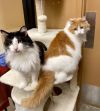 Tommie - AR (PetSmart Laurens Rd) photo 5