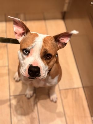 Vivian is a sweet and outgoing bully mix who has a heart of gold She was initially found as a
