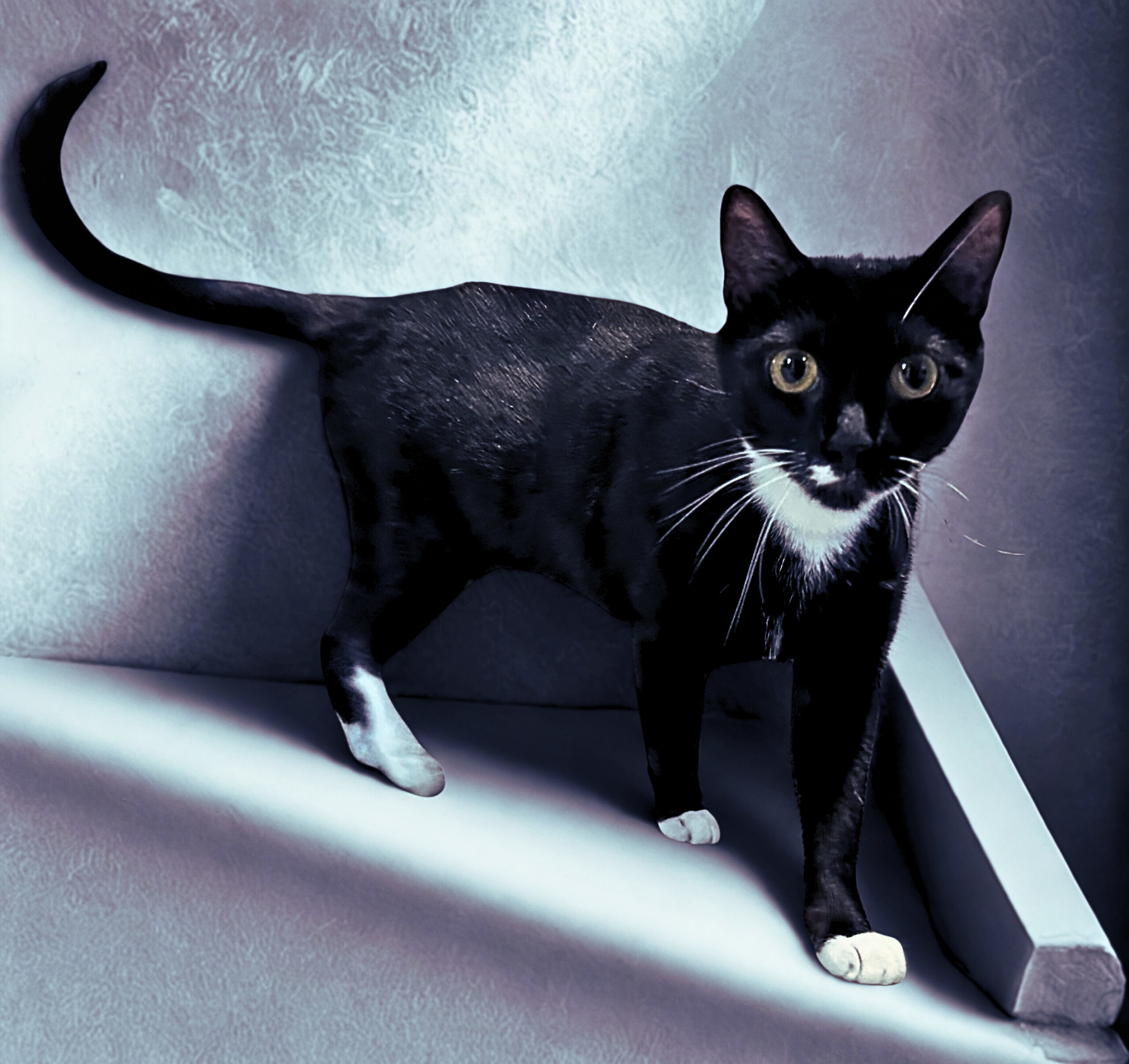 Sapphire, an adoptable Domestic Short Hair in Edmond, OK, 73012 | Photo Image 1
