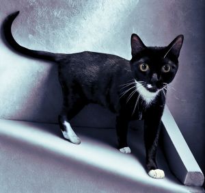 Sapphire, Young Female Domestic Short Hair