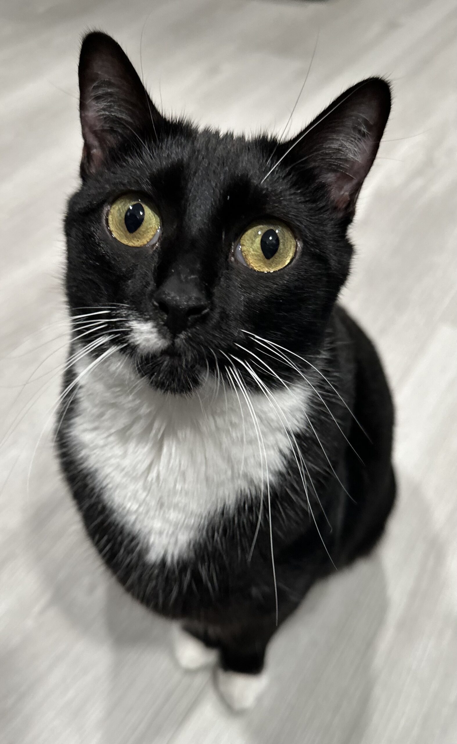 Sapphire, an adoptable Domestic Short Hair in Edmond, OK, 73012 | Photo Image 1