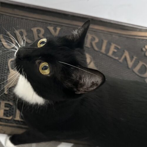 Sapphire, an adoptable Domestic Short Hair in Edmond, OK, 73012 | Photo Image 2