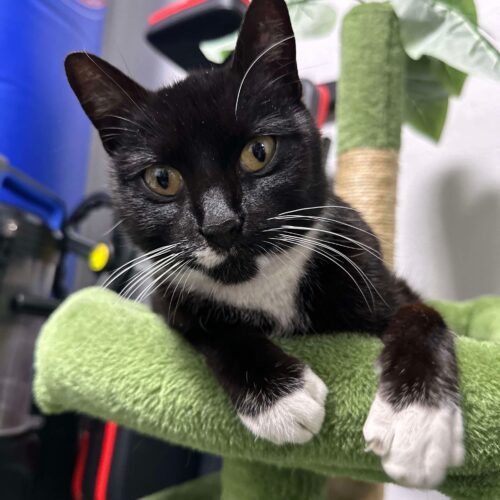 Sapphire, an adoptable Domestic Short Hair in Edmond, OK, 73012 | Photo Image 3