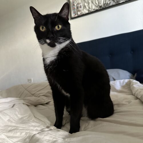 Sapphire, an adoptable Domestic Short Hair in Edmond, OK, 73012 | Photo Image 3