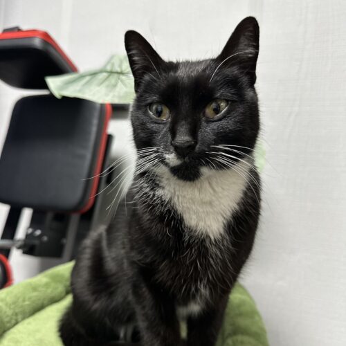 Sapphire, an adoptable Domestic Short Hair in Edmond, OK, 73012 | Photo Image 5