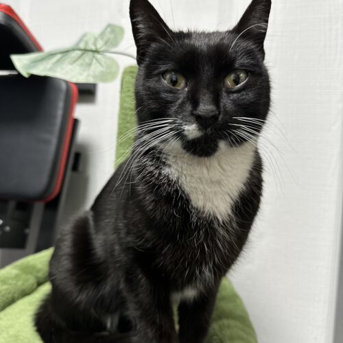 Sapphire, an adoptable Domestic Short Hair in Edmond, OK, 73012 | Photo Image 5