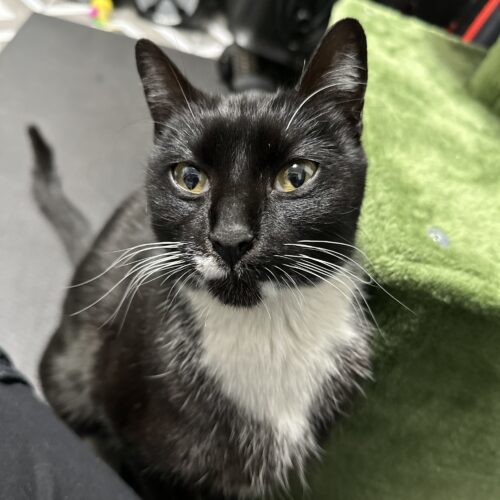 Sapphire, an adoptable Domestic Short Hair in Edmond, OK, 73012 | Photo Image 6