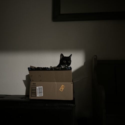 Sapphire, an adoptable Domestic Short Hair in Edmond, OK, 73012 | Photo Image 6