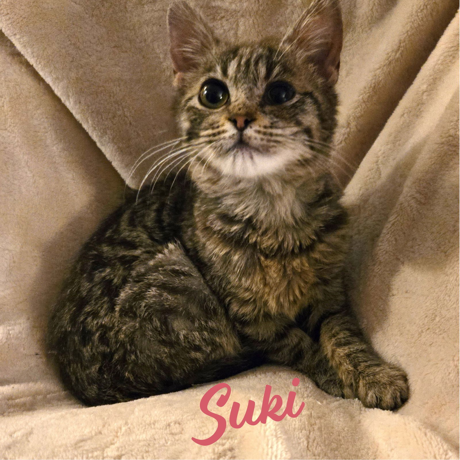 Suki #prim-n-proper-lady