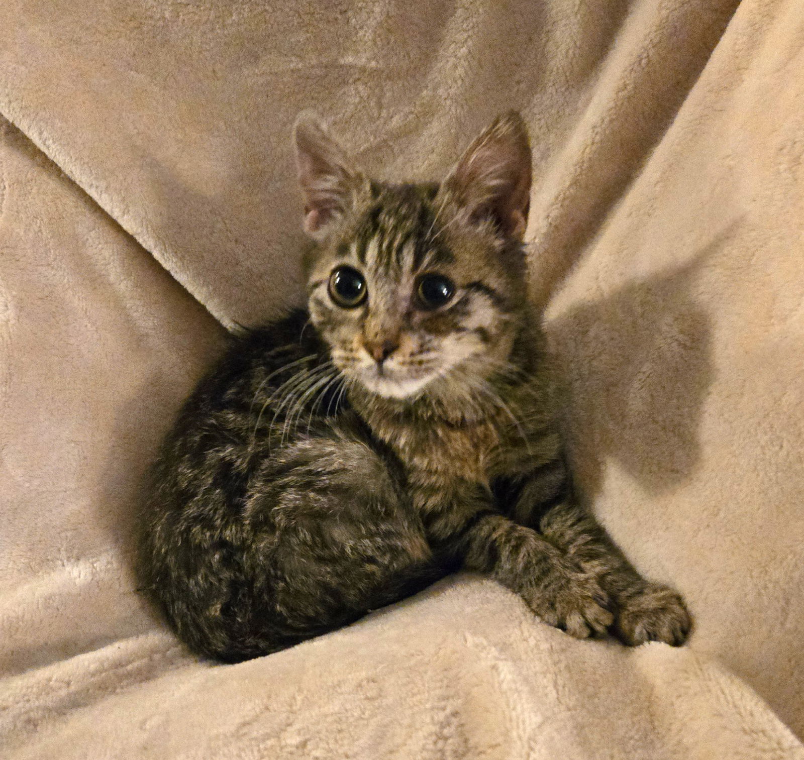 Suki #prim-n-proper-lady
