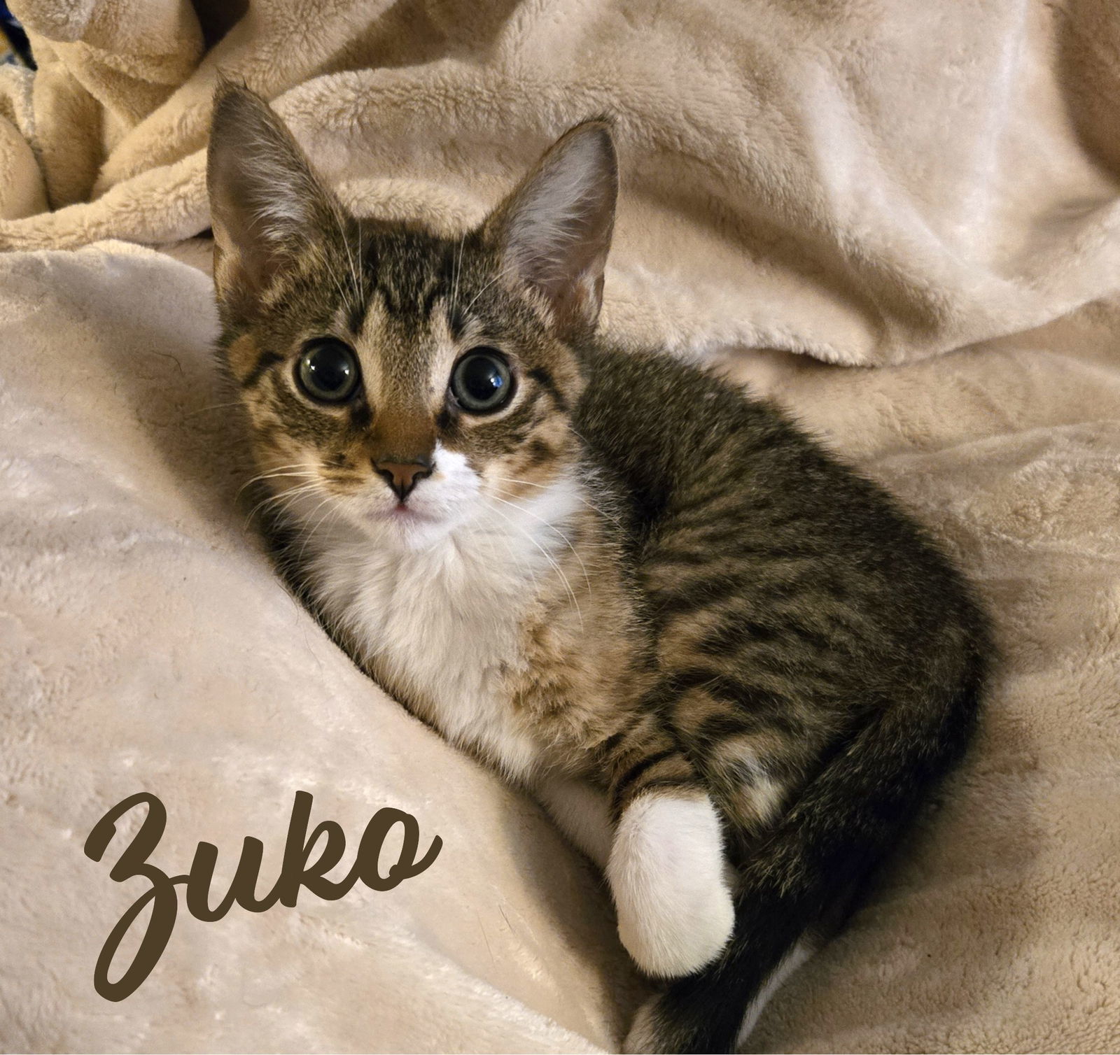 Zuko #puss-n-boots