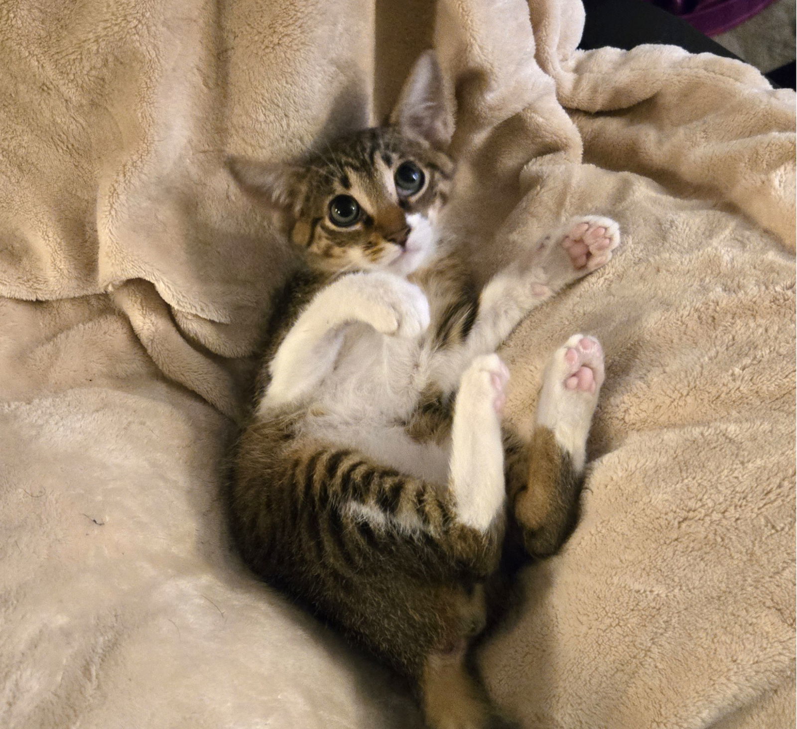 Zuko #puss-n-boots