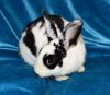 Meesha photo 1
