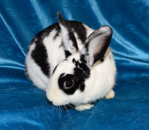 Meesha, Young Male Polish