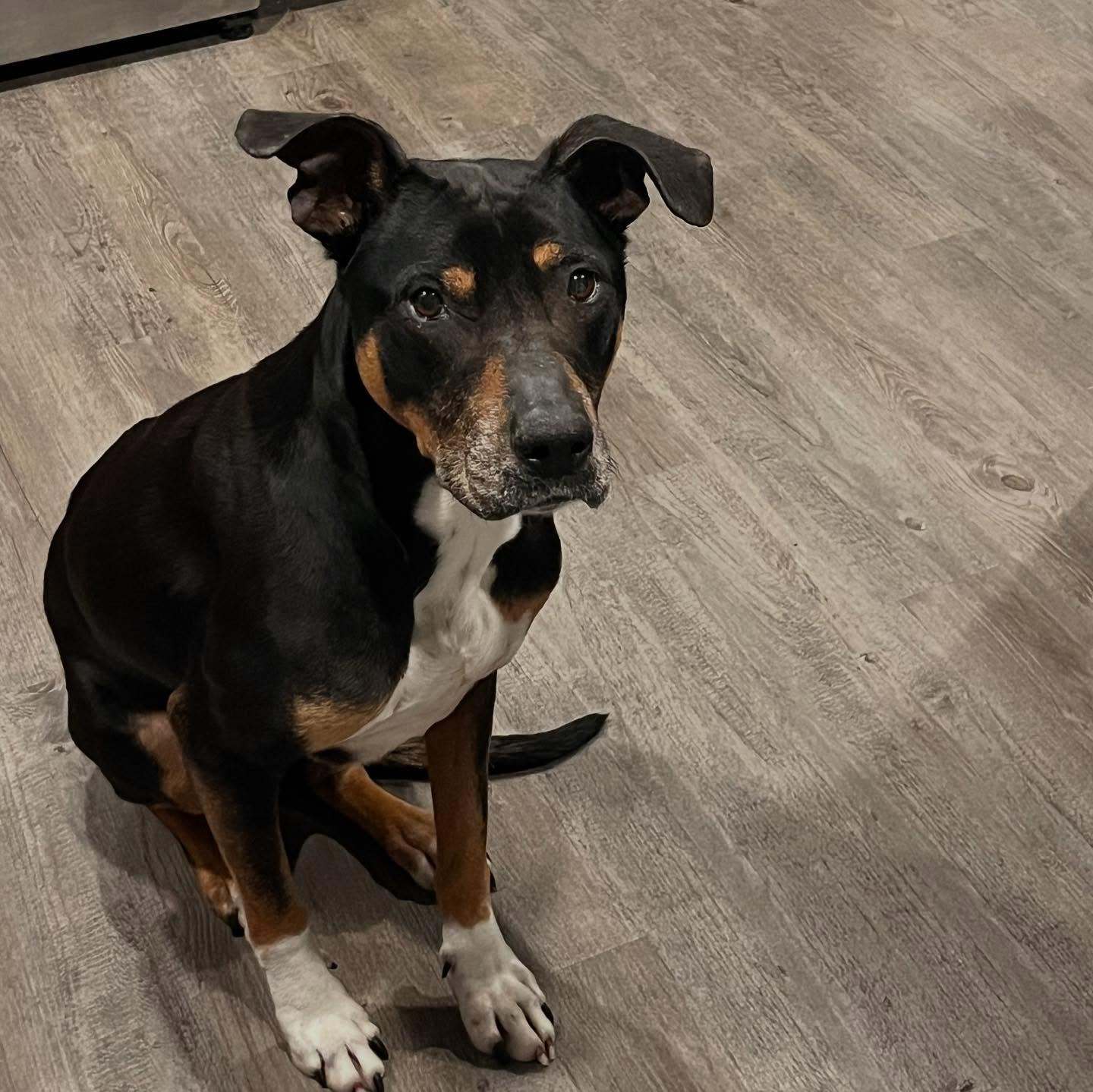 Duke