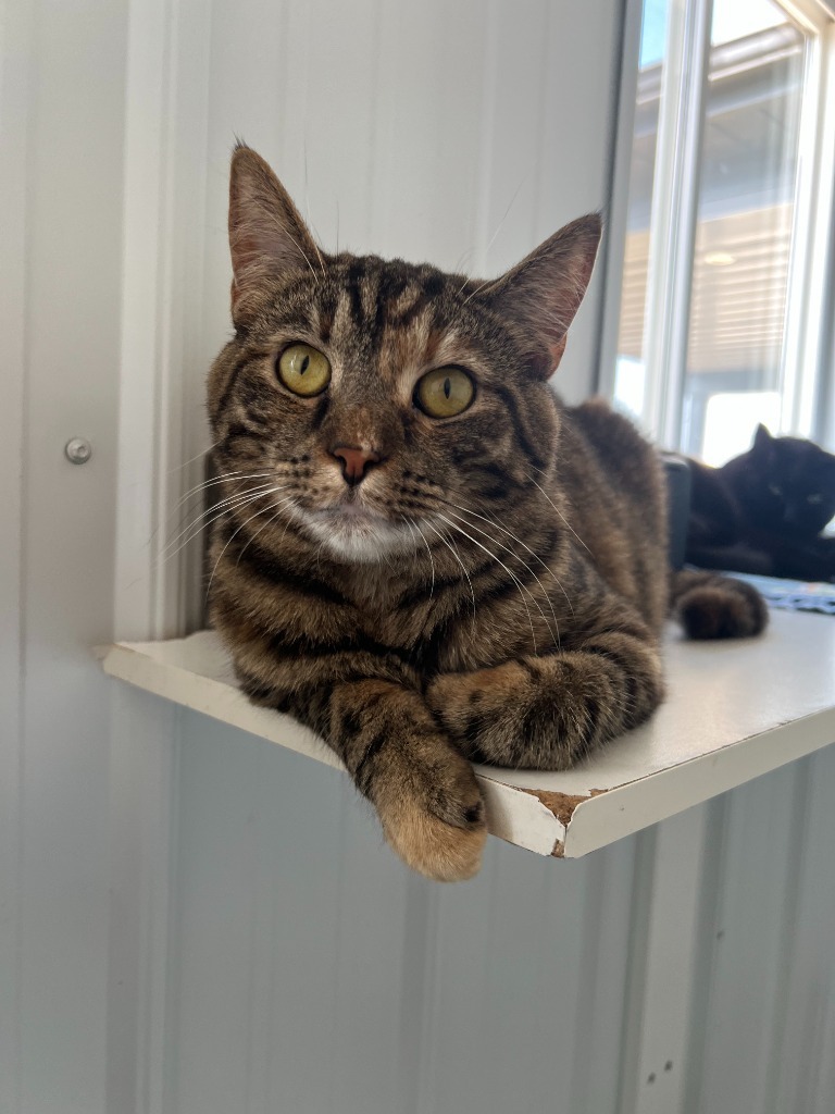 Maggie