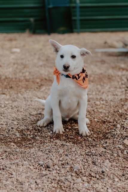 Yuki, an adoptable Mixed Breed in Hot Springs, SD, 57747 | Photo Image 1