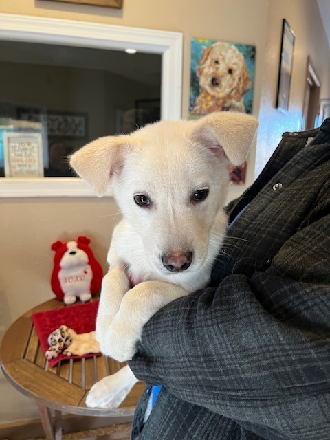 Yuki, an adoptable Mixed Breed in Hot Springs, SD, 57747 | Photo Image 2